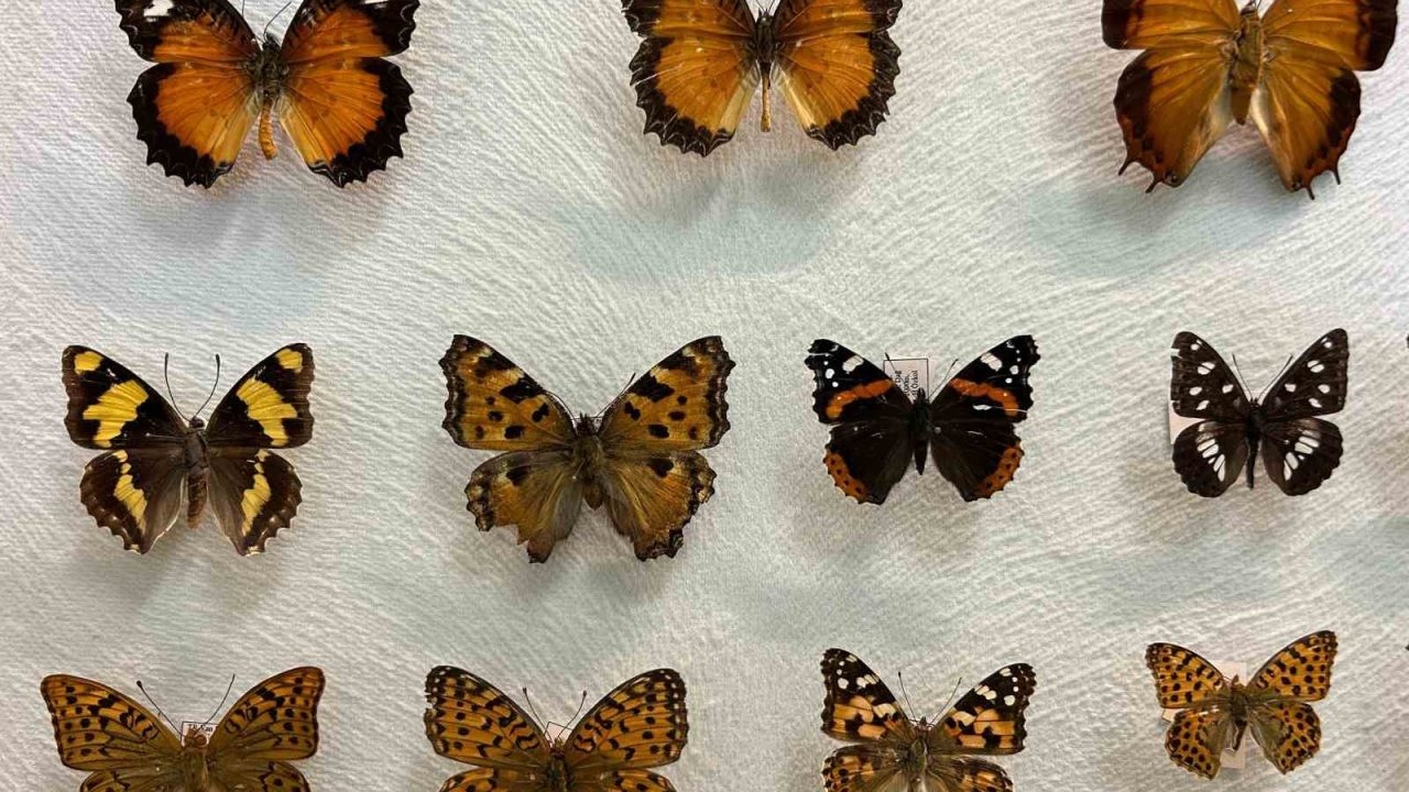 Van YYÜ Böcek Koleksiyonu, Türkiye’nin Biyolojik Çeşitliliğini Kayıt Altına Alıyor