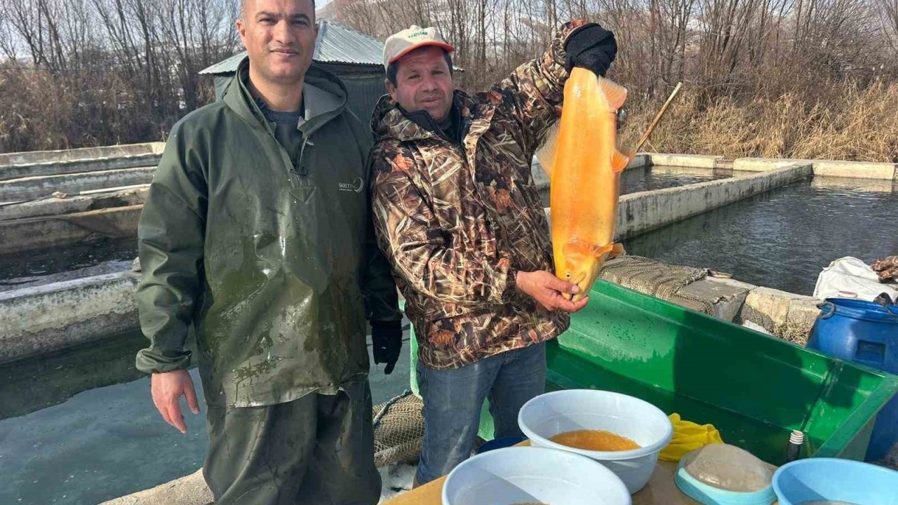 Van’da Milyonlarca Alabalık İçin "Sağım" Mesaisi Başladı