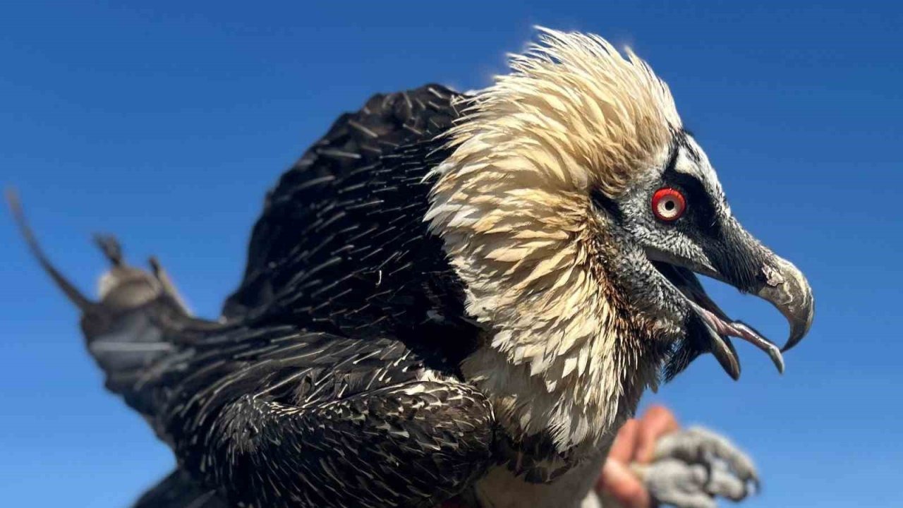 Yaralı Yırtıcı Kuşlar Tedavinin Ardından Yeniden Doğada