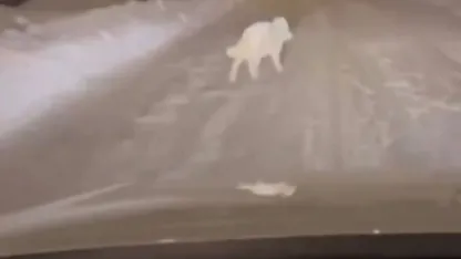 Patnos ilçe merkezinde kurt görüldü