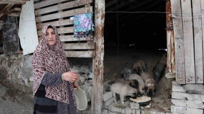 Oltu’da Bir Çatıda 10 Yavru Köpek: Yardım Çığlığı
