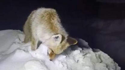 Bir damla yiyecek ararken taş kesildi: Yüksekova'da bir tilkinin sessiz vedası