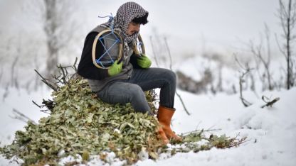 Muş’ta Besicilerin Kar Üstündeki Zorlu Mesaisi: Meşe Yaprakları Kızaklarla Taşınıyor