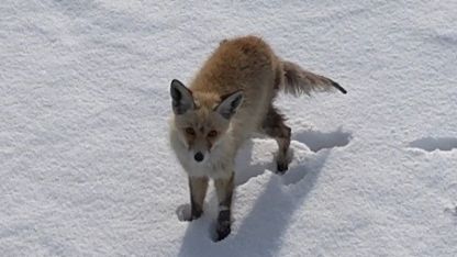 Kars’ta Tilkinin Dronla İmtihanı: Gökyüzündeki Misafiri Av Sandı