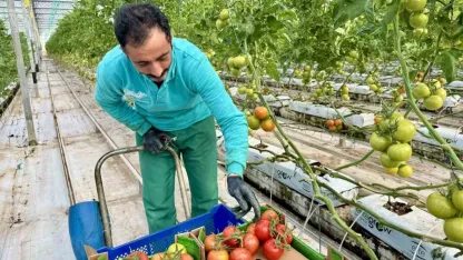 Diyadin'de Jeotermal Mucize: Eksi 25 Derecede Domates Hasadı