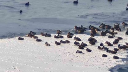 Aşkale’de Sibirya Soğukları: Baraj Göleti Buz Tutunca Kuşlar Çaresiz Kaldı