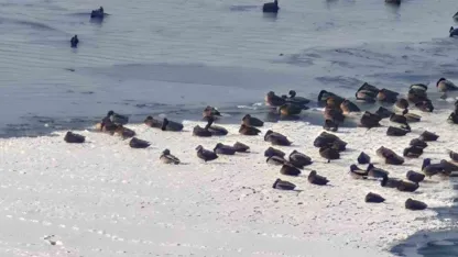 Aşkale’de Sibirya Soğukları: Baraj Göleti Buz Tutunca Kuşlar Çaresiz Kaldı