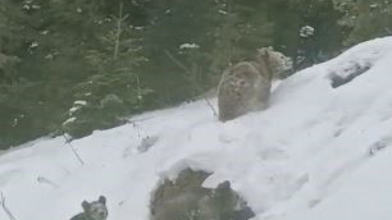 Artvin’de kış uykusuna yatmayan 4 boz ayı kamerada