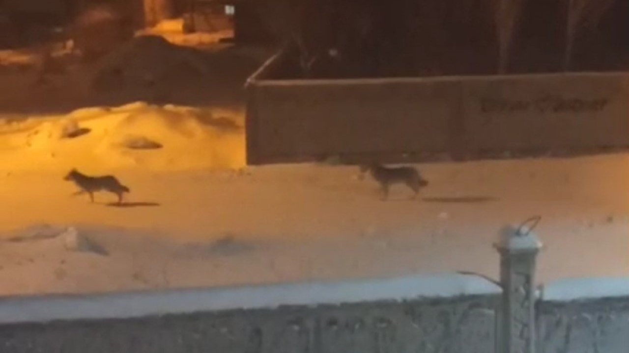 Başkale İlçe Merkezinde Kurt Sürüsü Paniği