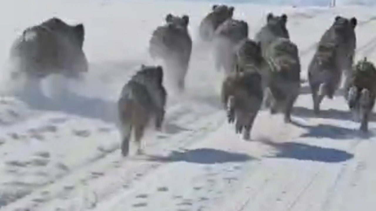 Başkale’de Yaban Domuzu Sürüsü Yol Kenarına İndi