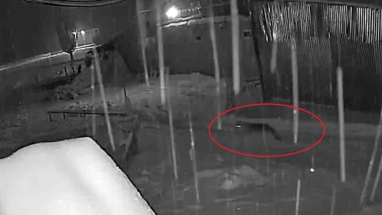 Bayburt’ta Aç Kalan Kurt Sürüsü Köye İndi: O Anlar Kamerada