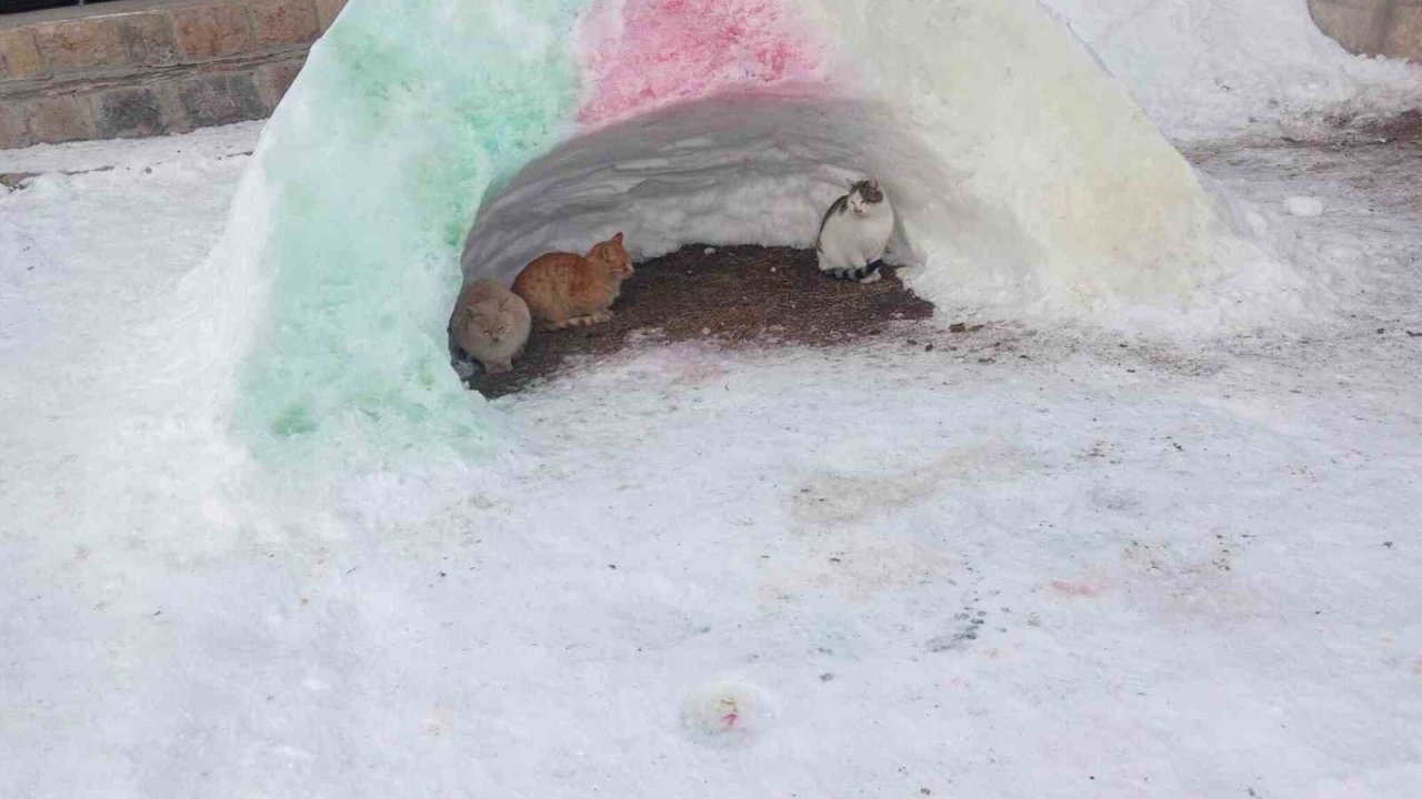 Diyadin’de Yürek Isıtan Görüntü: Kardan Barınaklar Hayvanlara Yuva Oldu