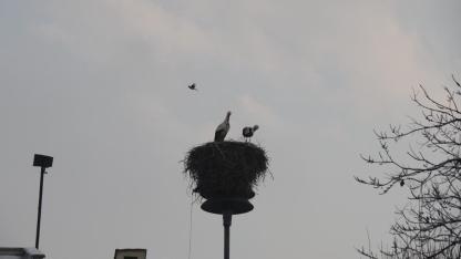 Eksi 14 Derecede Yaşam Mücadelesi: Iğdır’ın Simgesi Leylekler Karda Mahsur Kaldı!