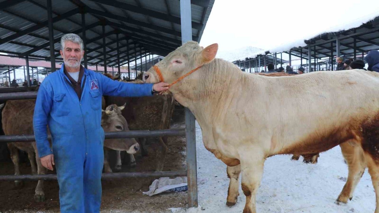 Eksi 15 Derecede Hayvan Pazarı Mesaisi: "Şarole" Rekor Fiyata Satıldı