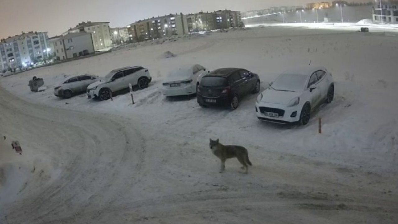Erzurum’da Kurt Paniği: Kent Merkezine Kadar İndi