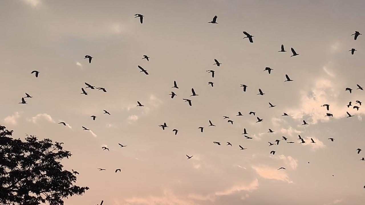 IĞDIR’DA BAHARIN MÜJDECİSİ: YÜZLERCE LEYLEK GÖKYÜZÜNÜ KAPLADI!