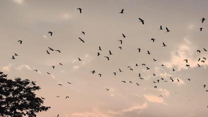 IĞDIR’DA BAHARIN MÜJDECİSİ: YÜZLERCE LEYLEK GÖKYÜZÜNÜ KAPLADI!