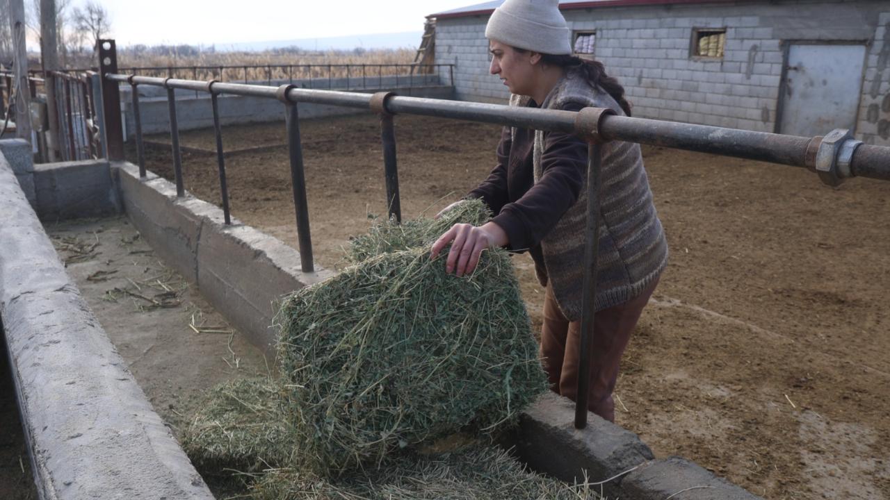 Iğdır'da Devlet Desteğiyle Hayvancılığa Başlayan Kadın Çiftçi Aile İşletmesini Büyüttü