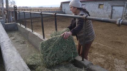 Iğdır'da Devlet Desteğiyle Hayvancılığa Başlayan Kadın Çiftçi Aile İşletmesini Büyüttü