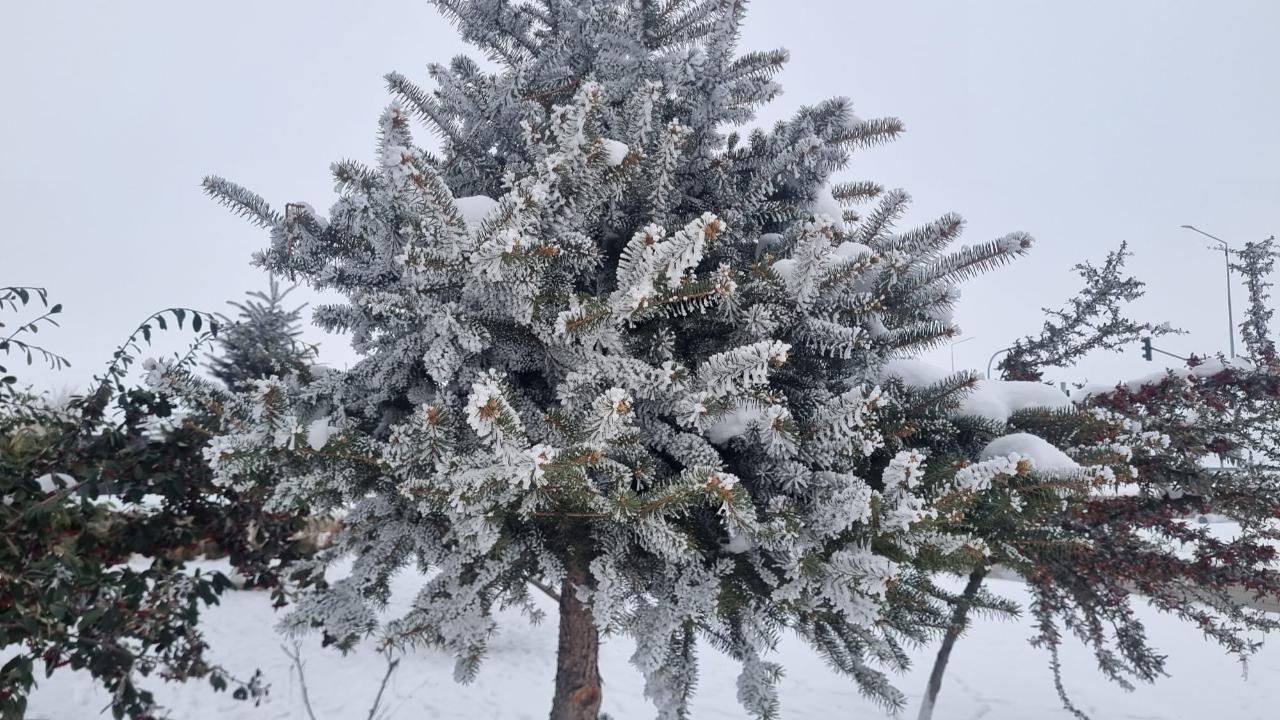 Iğdır’da Dondurucu Soğuk: Ağaçların Yaprakları Buz Tuttu, Kent Merkezi Eksi 15’i Gördü