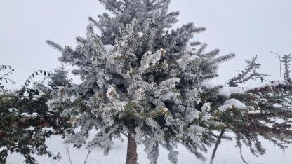 Iğdır’da Dondurucu Soğuk: Ağaçların Yaprakları Buz Tuttu, Kent Merkezi Eksi 15’i Gördü
