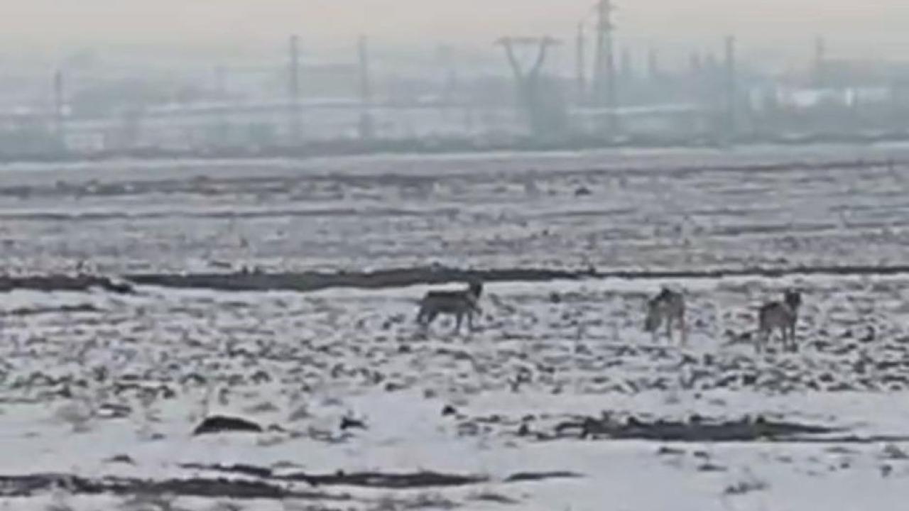 Iğdır Ovası'nda Kurt Alarmı! Köy Yolunda 7 Kurt Birden Görüldü: O Anlar Kamerada