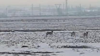 Iğdır Ovası'nda Kurt Alarmı! Köy Yolunda 7 Kurt Birden Görüldü: O Anlar Kamerada