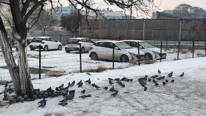 Iğdır'da Güvercinlerin Kar Altındaki Zorlu Yaşam Mücadelesi!