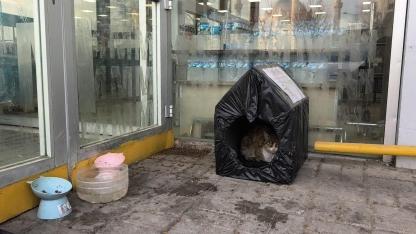 Iğdır’da İç Isıtan Görüntüler: Migros Çalışanlarından Minik Dostlara "Sıcak Yuva"