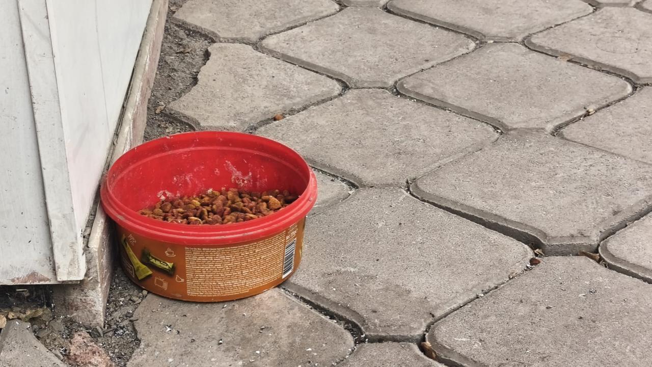 Iğdır’da İç Isıtan Görüntüler: Vatandaşlardan Sokak Hayvanlarına Mama