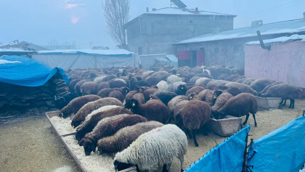 Iğdır’da Kar Yağışı Küçükbaş Hayvancılığı Ahırlara Taşıdı