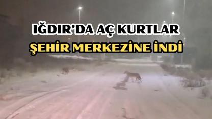 Iğdır'da Kurt Alarmı: Aç Kalan Sürü Şehir Merkezine İndi!