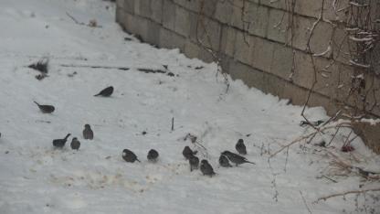 Iğdır'da soğuk hava Sokak hayvanlarını olumsuz etkiledi