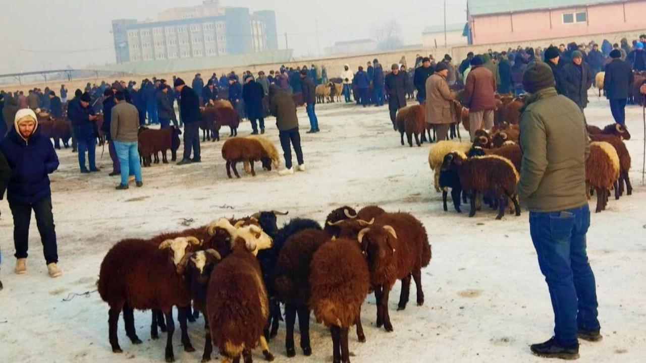 Iğdır’da Soğuk Hava Ticareti Durduramadı: Hayvan Pazarı’nda Şafak Vakti Canlılığı