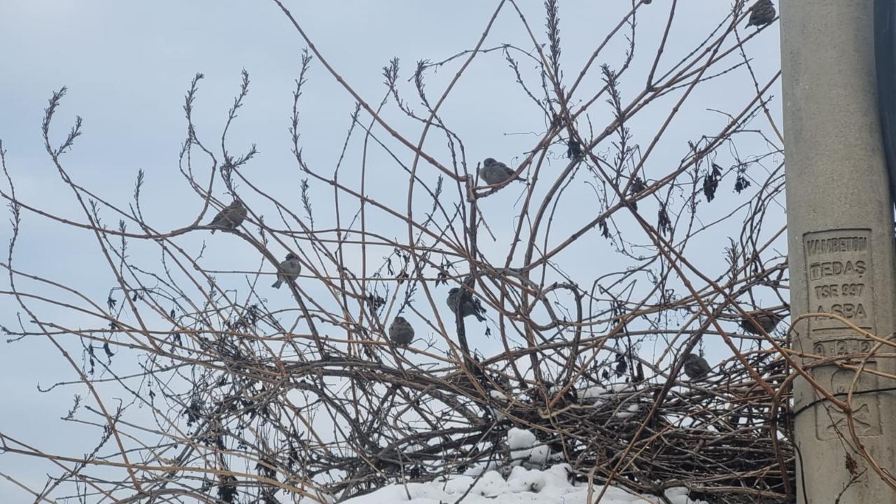 Iğdır’da Soğuk Hava Yaban Hayatını Zorluyor: Serçeler Çalılardaki Tohumlarla Hayatta Kalıyor