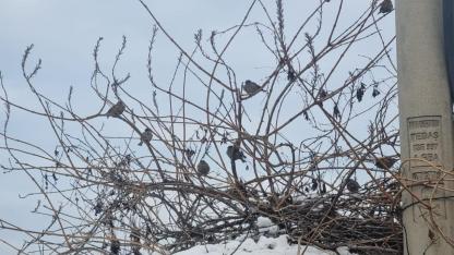 Iğdır’da Soğuk Hava Yaban Hayatını Zorluyor: Serçeler Çalılardaki Tohumlarla Hayatta Kalıyor