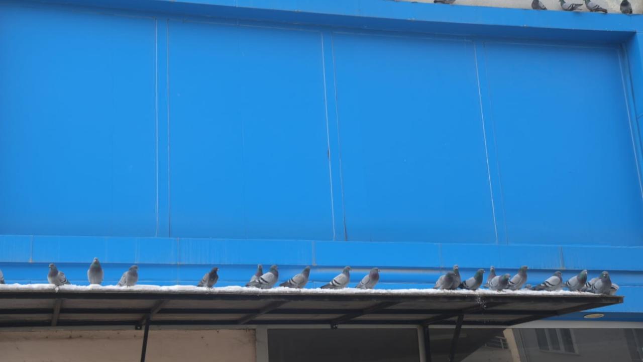 Iğdır'da Soğuk Havalar En Çok Sokak Hayvanlarını Zorluyor