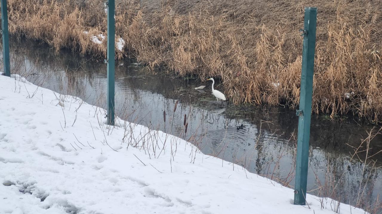 Iğdır’ın Sembolü Büyük Ak Balıkçıllar Kent Merkezinde Görüntülendi