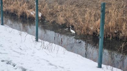 Iğdır’ın Sembolü  Büyük Ak Balıkçıllar Kent Merkezinde Görüntülendi