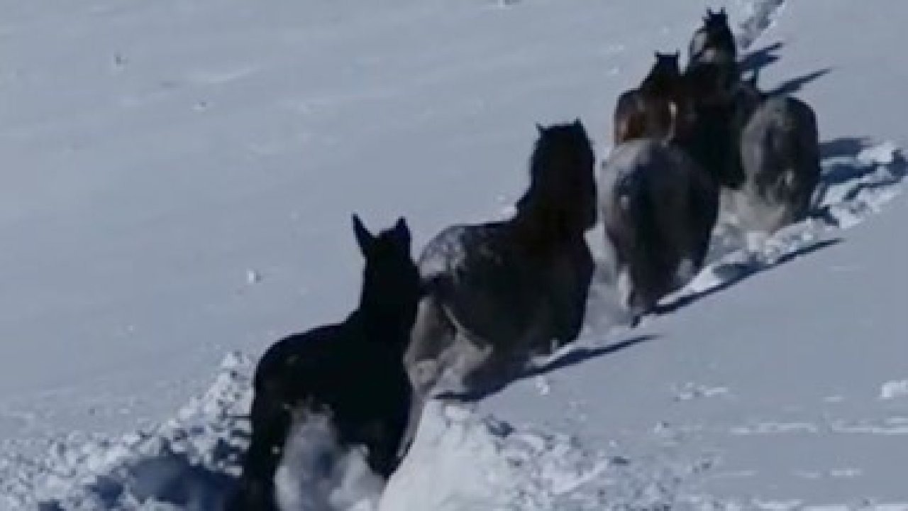 Karda mahsur kalan at ve katırlar güvenlik korucuları tarafından kurtarıldı