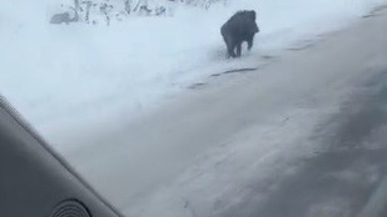 Kars-Ardahan Yolunda Davetsiz Misafir: Yaban Domuzu Kamerada