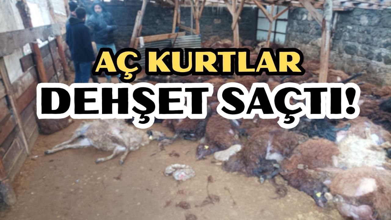 Kars Digor Bostankale Köyünde Kurt Saldırısı: 200 Koyun Telef Oldu