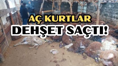 Kars Digor Bostankale Köyünde Kurt Saldırısı: 200 Koyun Telef Oldu