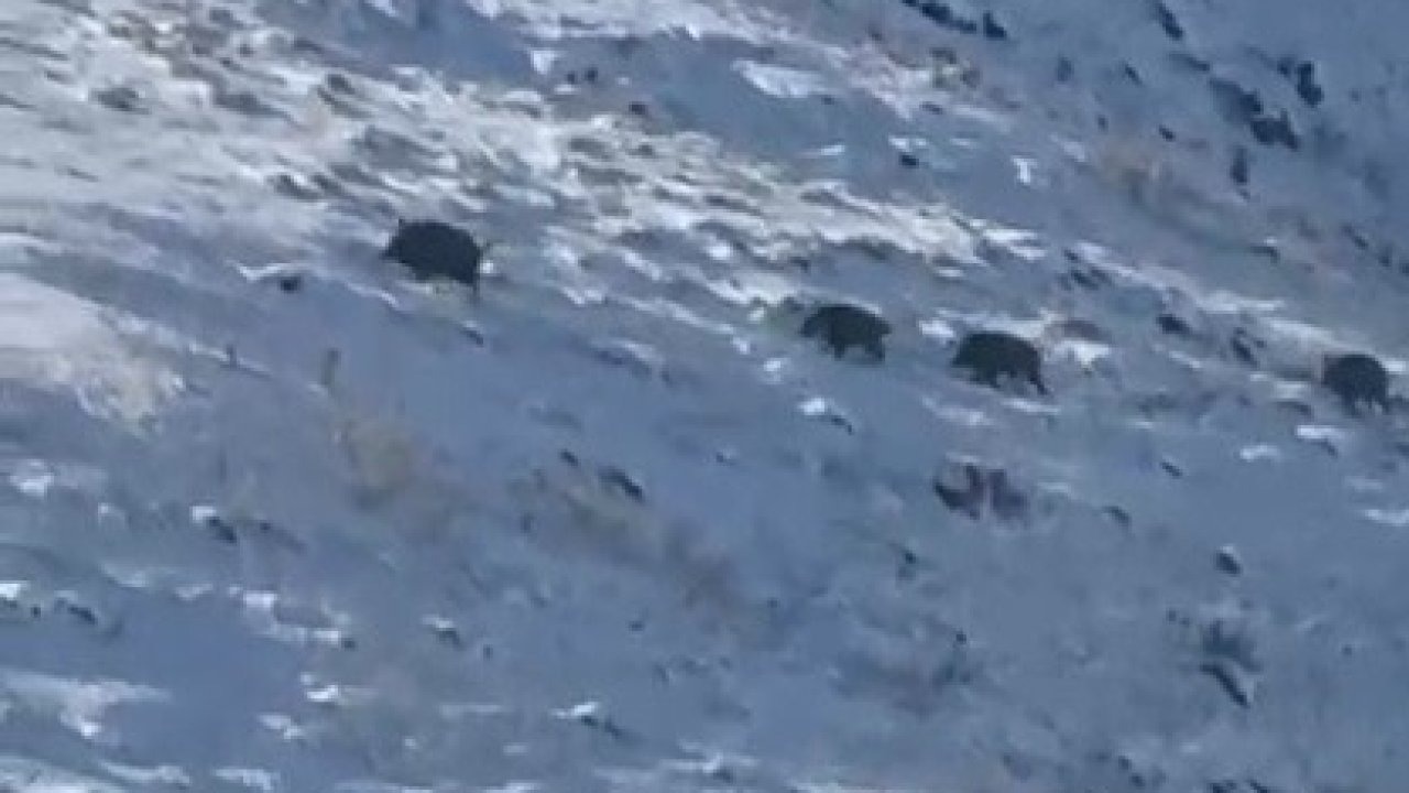 Kars’ta Aç Kalan Domuz Sürüleri Yerleşim Yerlerine İndi