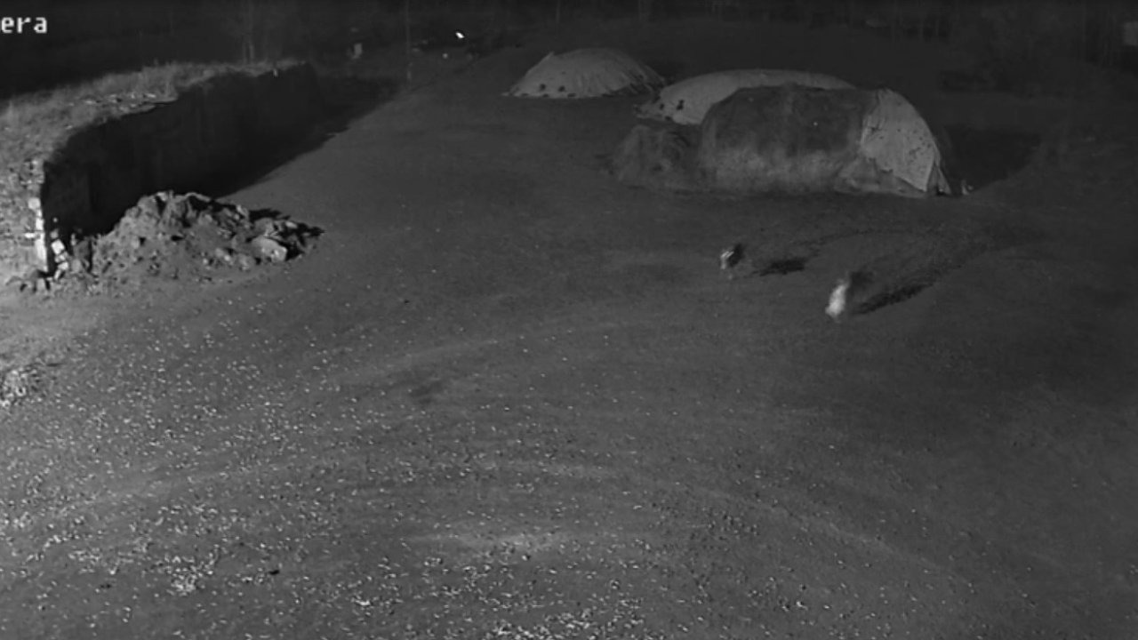 Kars’ta Aç Kurtlar Çiftliğe İndi: Köpeği Kapıp Götürdüler