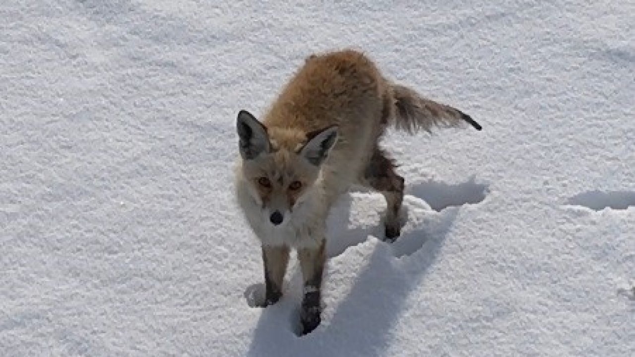 Kars’ta Tilkinin Dronla İmtihanı: Gökyüzündeki Misafiri Av Sandı