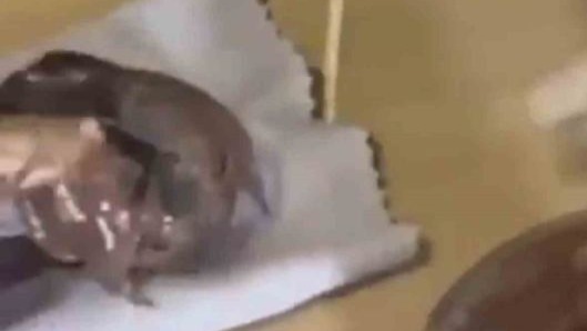 Mardin’de çikolata kavanozunda kokain ele geçirildi