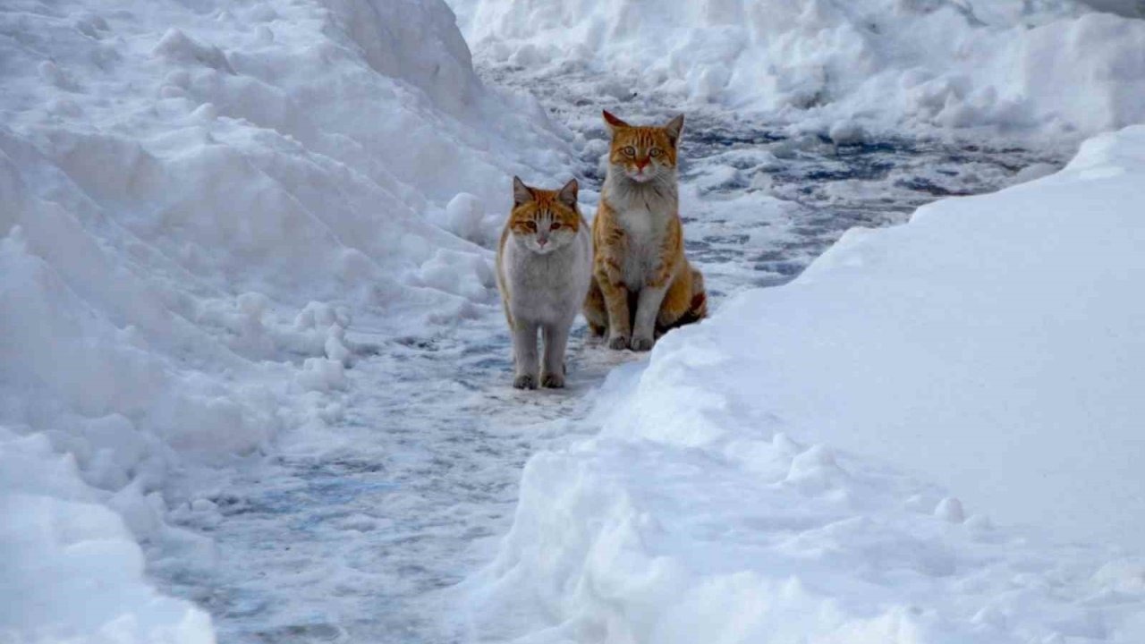 Meteoroloji’den Erzurum ve Çevresine Kritik Uyarı: Çığ ve Don Tehlikesi Kapıda Buzlanma ve dona dikkat