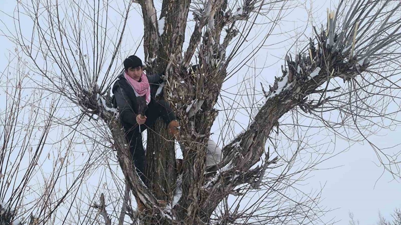 Muşlu Besicilerin Ekonomik Çözümü: Söğüt Dalları Alternatif Yem Oldu