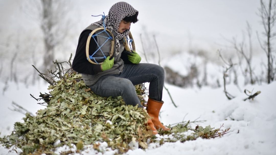Muş’ta Besicilerin Kar Üstündeki Zorlu Mesaisi: Meşe Yaprakları Kızaklarla Taşınıyor